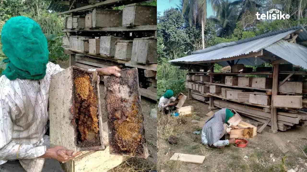 Madu Trigona Mampu Tingkatkan Hormon Keharmonisan Pasutri, Lebahnya Mulai Diternak