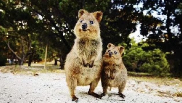 Mengenal Quokka, Hewan Paling Bahagia di Dunia