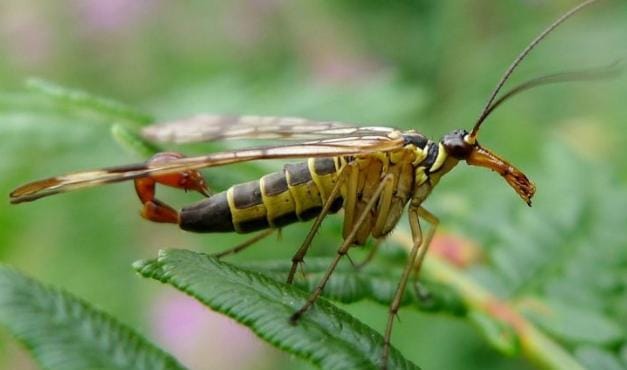 Mengenal Scorpion Fly, Gabungan Lalat dan Kalajengking dengan Tubuh Unik