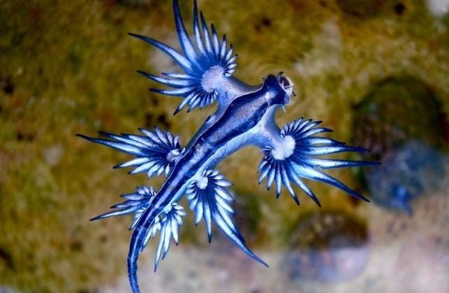 Mengenal Siput Laut Naga Biru, Cantik Namun Berbahaya
