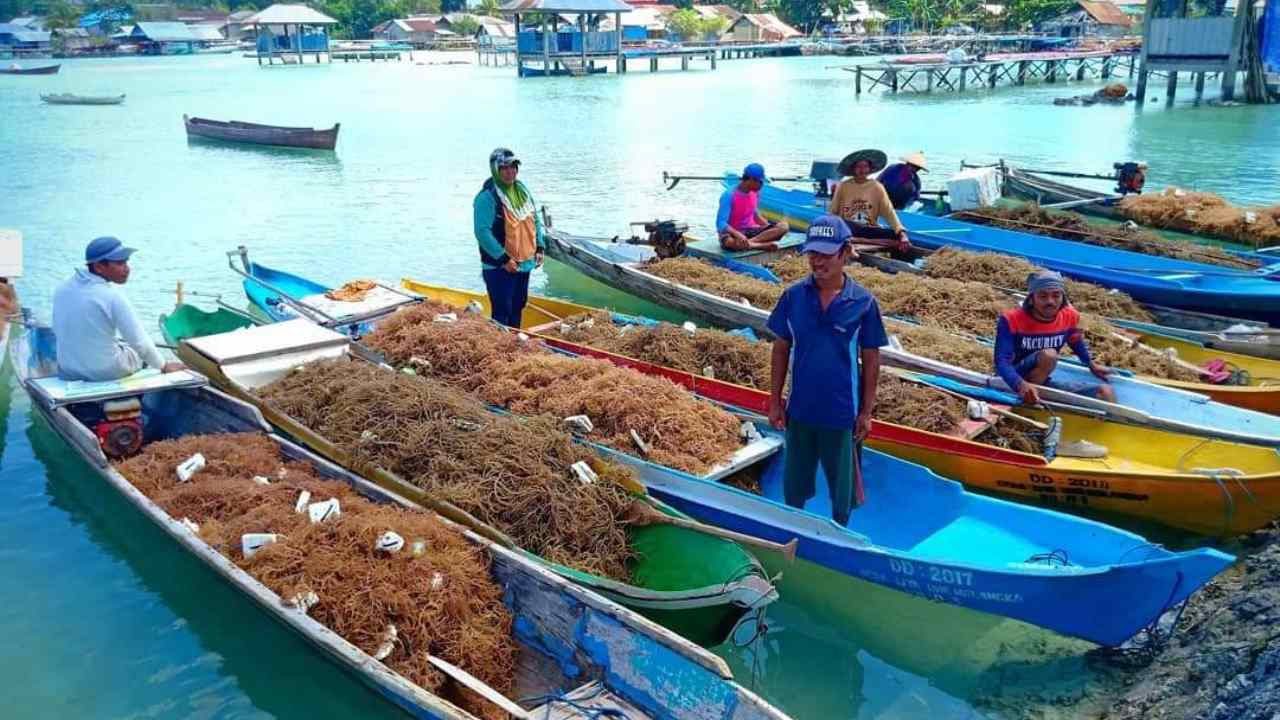 Pemerintah Pusat Dorong Pengembangan Hilirisasi Rumput Laut, Termasuk Wakatobi