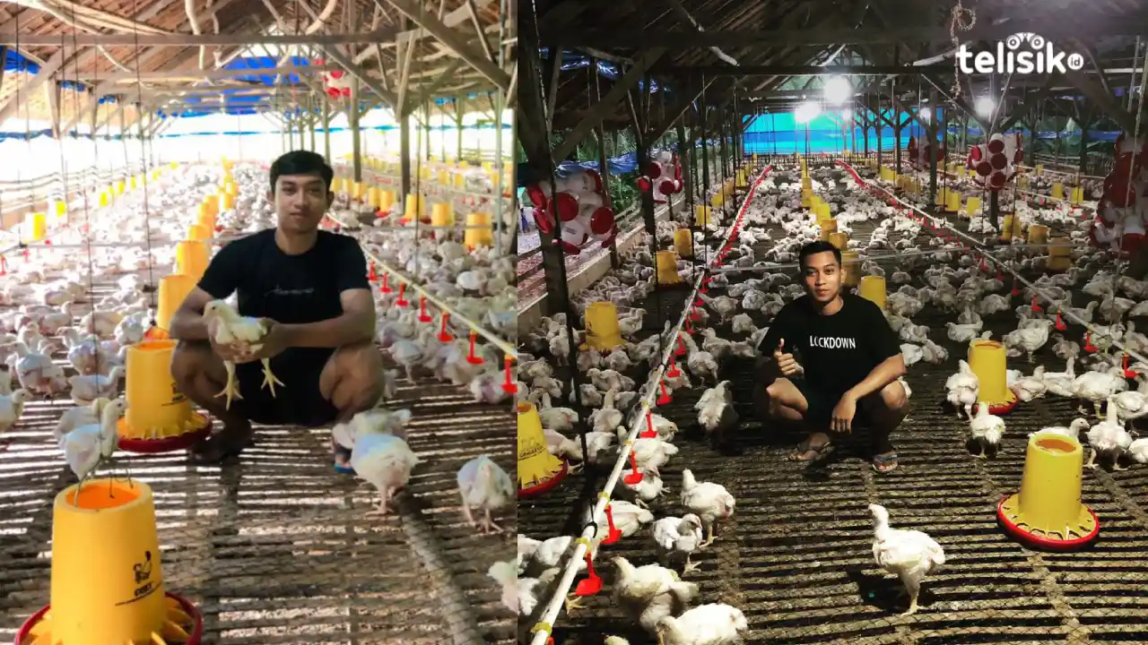 Pemuda di Moramo Sukses Berternak Ayam Pedaging Broiler, Begini Triknya