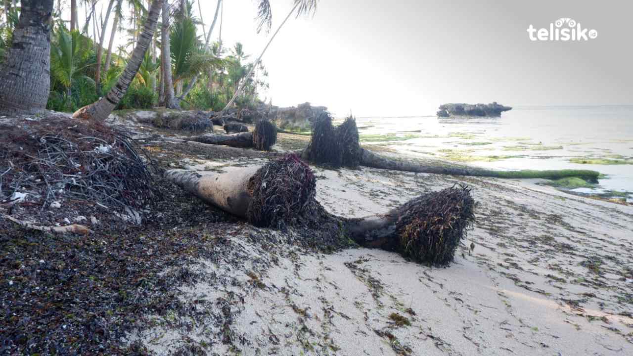 Pernah jadi Wisata Favorit, Kini Banyak Pohon Kelapa Tumbang di Pantai Haso Wakatobi