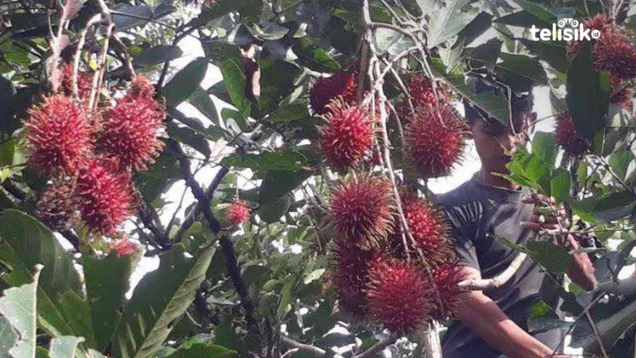 Petani Rambutan Keluhkan Harga Anjlok Terpaksa Banting Harga