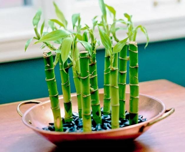 Tips Merawat Tanaman Lucky Bamboo 