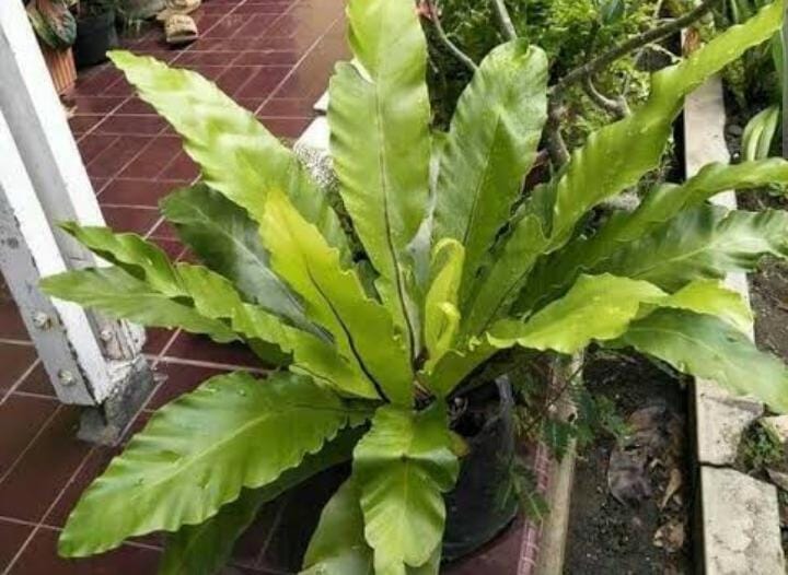 5 Tanaman Hias Penyaring Polusi Udara di Rumah