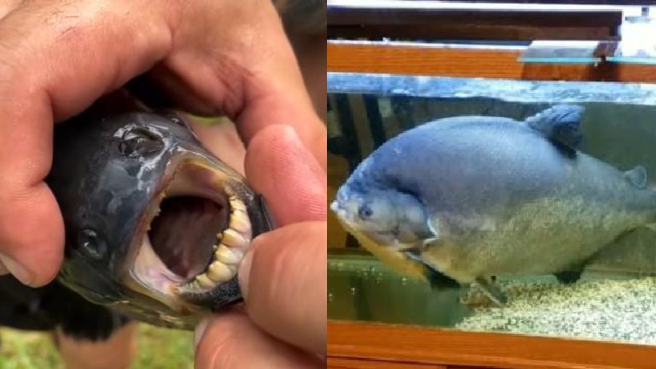 Deretan Fakta Ikan Pacu Bergigi Manusia