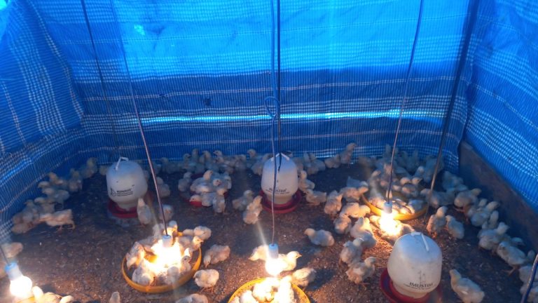 Desa di Buton Budidaya Ayam Pedaging untuk Usaha Warga