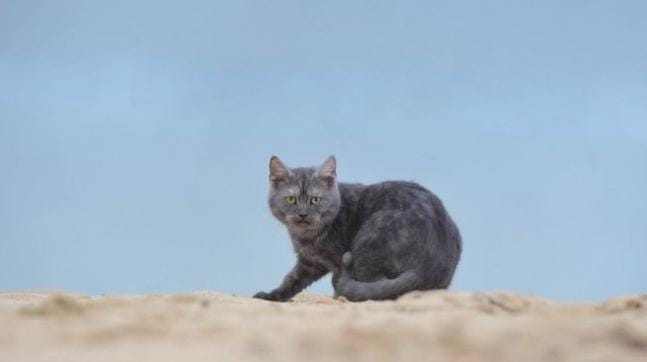 Ini Alasan Kucing Mengubur Kotorannya Sendiri