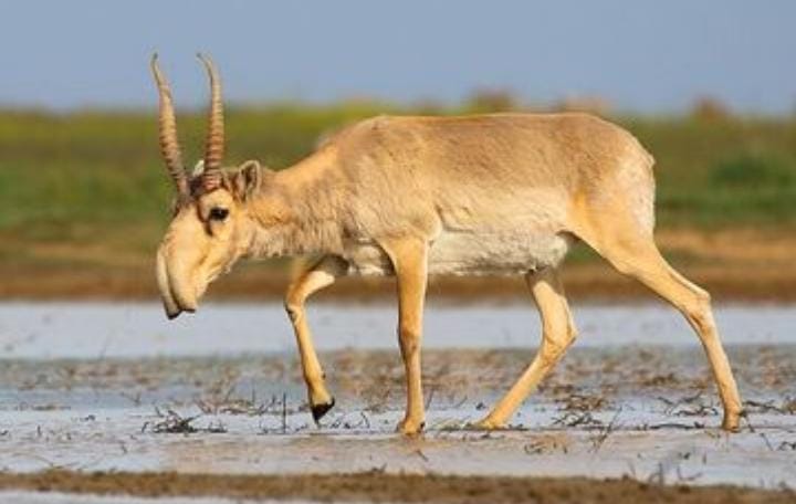 Mengenal 3 Fakta Unik Antelop Saiga Asal Asia Tengah