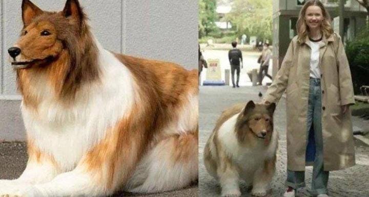 Pria di Jepang Rogoh Kocek Ratusan Juta untuk Jadi Anjing