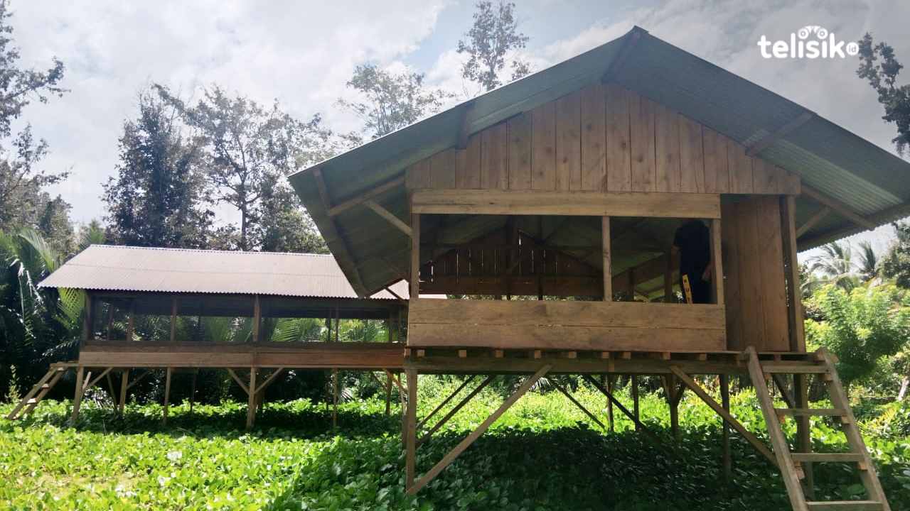 Tingkatkan Ekonomi Warga, Pemdes Kambawa Kole Kabupaten Buton Buka Usaha Ternak