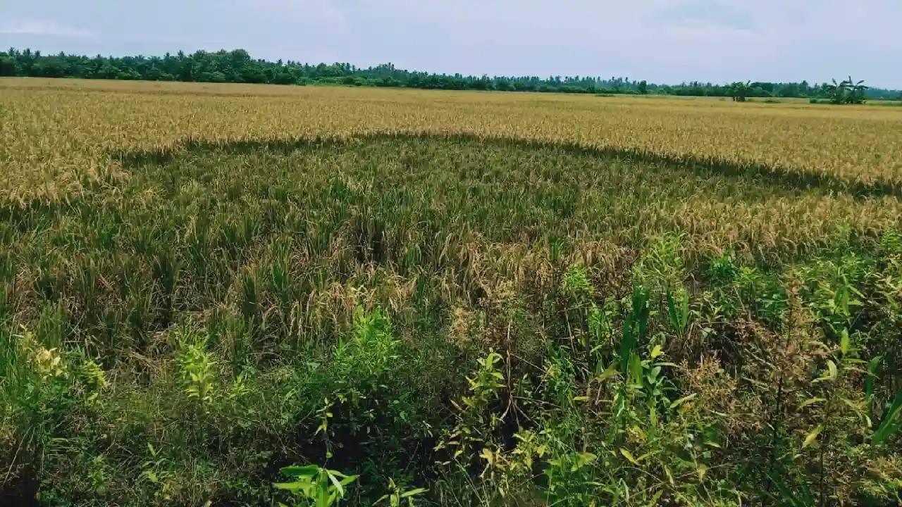 Padi Petani Dicuri, TNI Berjaga di Posko Lahan Tak Tahu