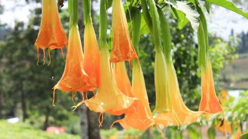 Apakah Tumbuhan Berhubungan Seks? Ini Penjelasannya