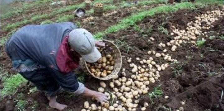 Cara Simpan Kentang Agar Tahan Lama