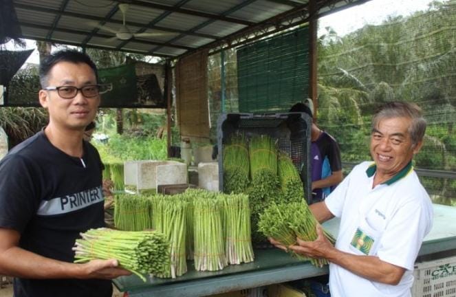 Cara Tanam Sayur Asparagus di Pekarangan Rumah