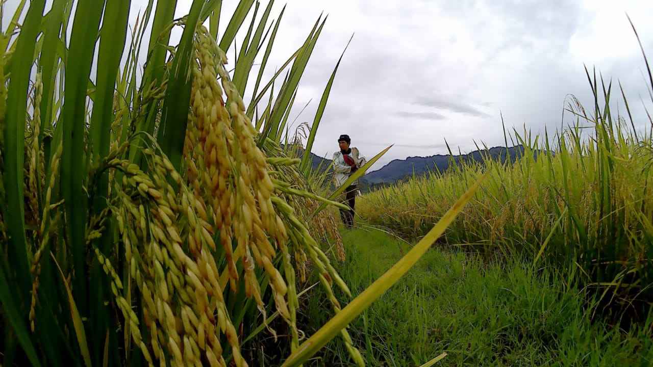 Cuaca Ekstrem Tak Pengaruhi Animo Petani Kolaka Utara Tanam Padi