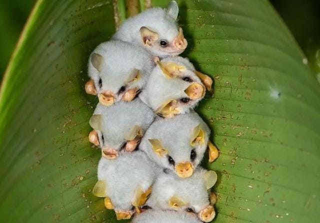 Fakta Unik Kelelawar Putih, Hewan Mungil Bermuka Babi