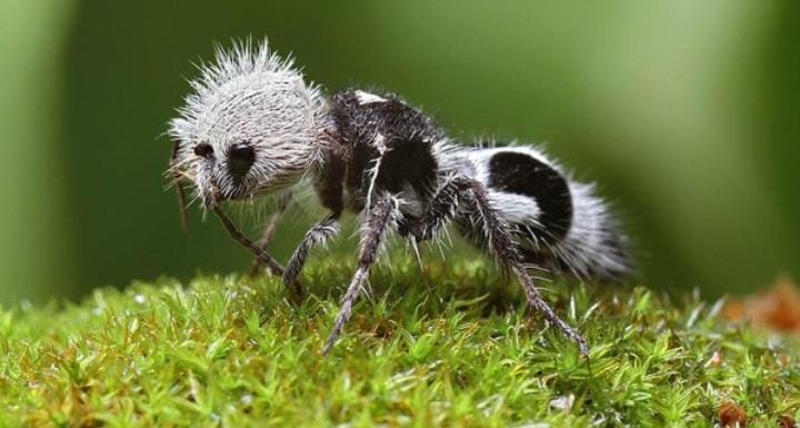 Fakta Unik Semut Panda Bisa Bunuh Seekor Sapi