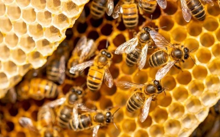 Ini Alasan Kenapa Madu Tak Pernah Membusuk