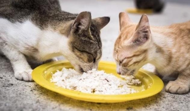 Ini yang Terjadi Jika Kucing Makan Nasi