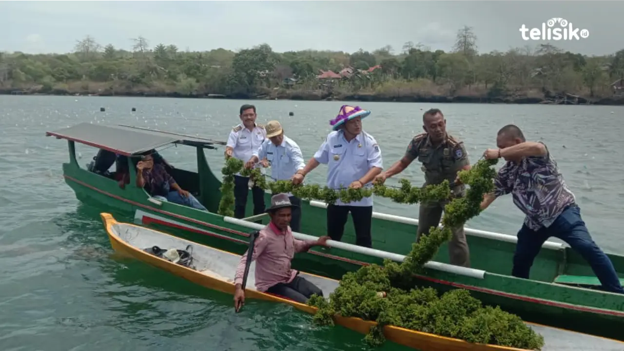 Panen Rumput Laut, Bupati Muna Sebut  Bisnis Menjanjikan Kesejahteraan