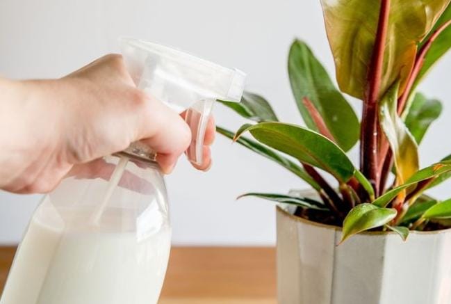 Tak Hanya Baik untuk Manusia, Ini Manfaat Susu Bagi Tanaman