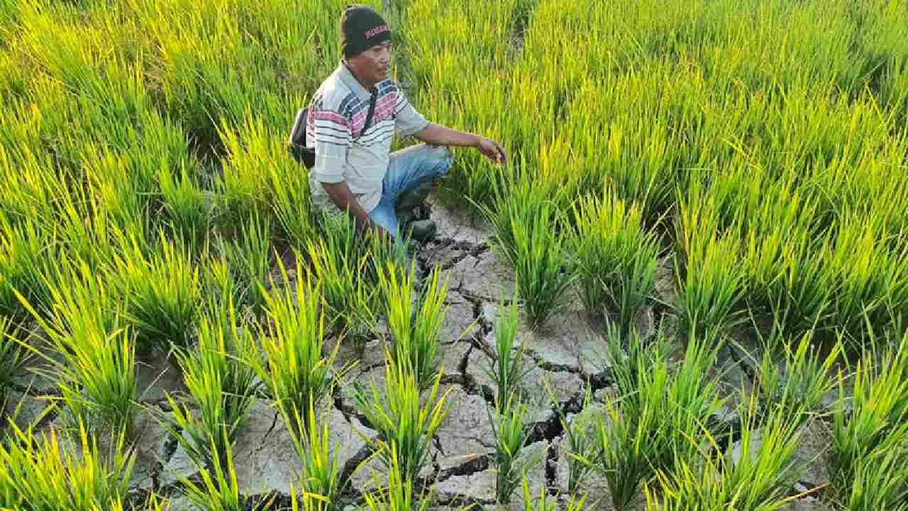 210 Hektare Lahan Sawah di Kota Kendari Terancam Gagal Panen Akibat Elnino