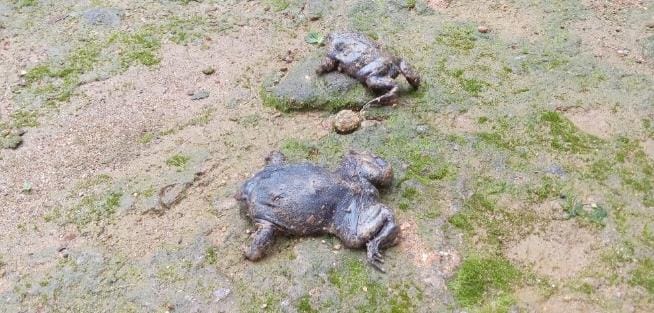 Deretan Fakta Unik Katak Ungu India, Bentuk Hidung Mirip Babi