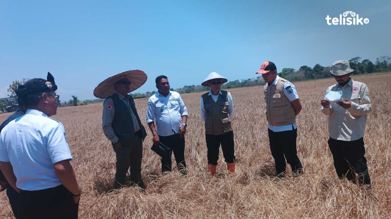 Akibat El Nino Pertanian di Kabupaten Bombana Terancam Gagal Panen