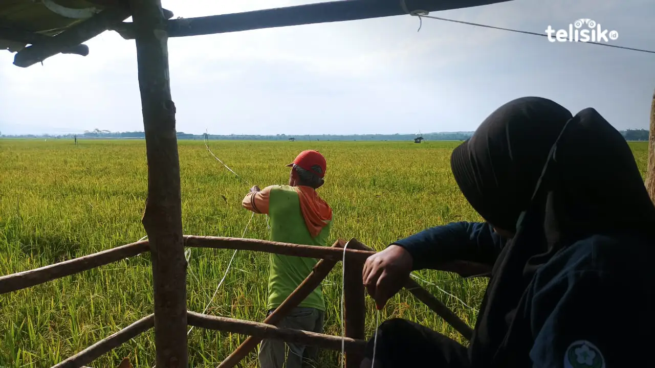 Akibat El Nino, Produksi dan Kualitas Padi Petani Konda Menurun
