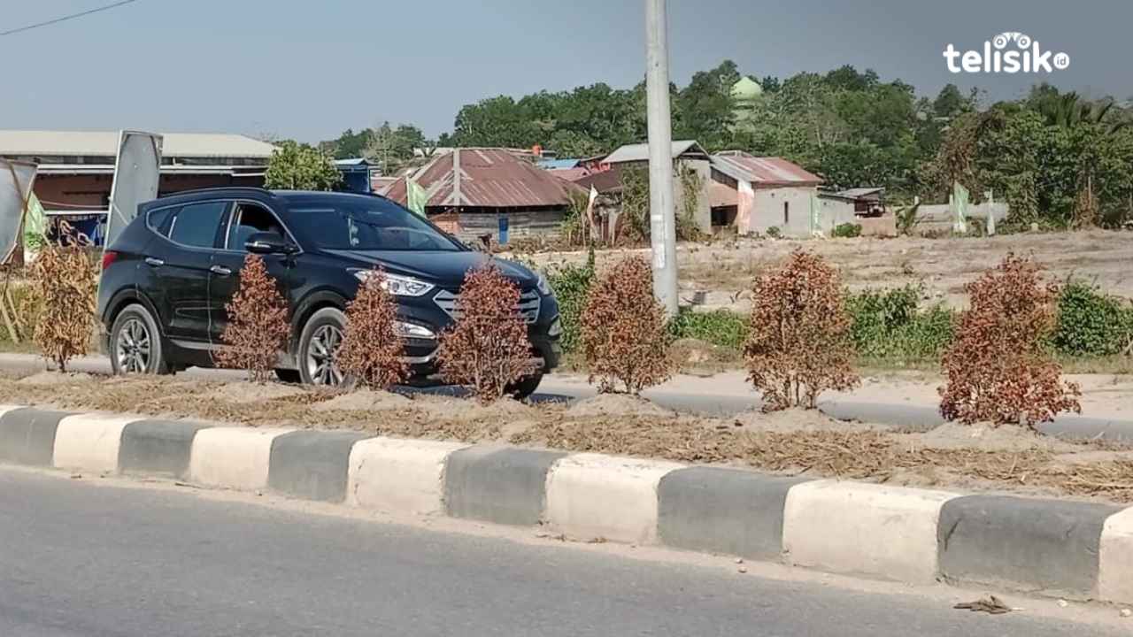 Akibat El Nino Tanaman di Jalan Mayjen Katamso Kendari Mengering