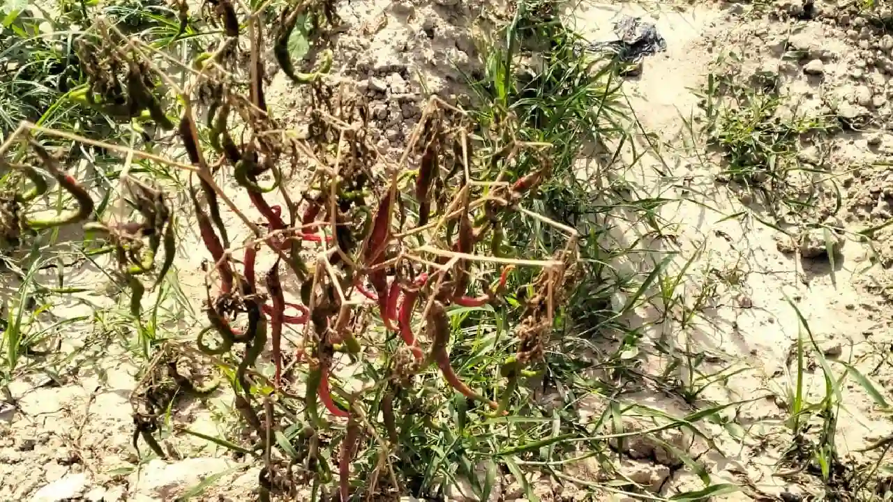 Dampak El Nino, Lahan Pertanian di Muna Barat Alami Puso