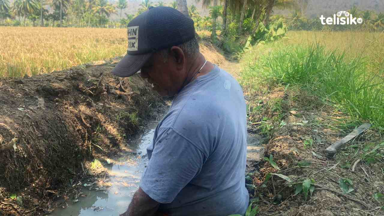 Dampak El Nino, Petani Baubau Raup Keuntungan dari Kenaikan Harga Beras