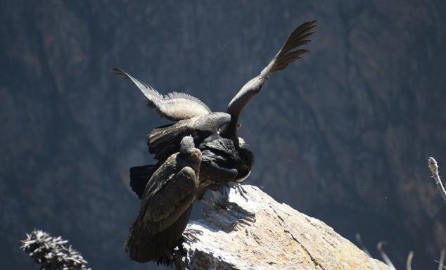 Fakta Kondor Andes, Burung Terbesar yang Terancam Punah