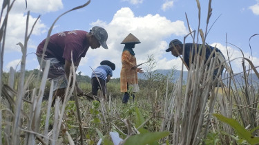 Imbas Kemarau Panjang, Ratusan Hektare Sawah di Buton Terbengkalai