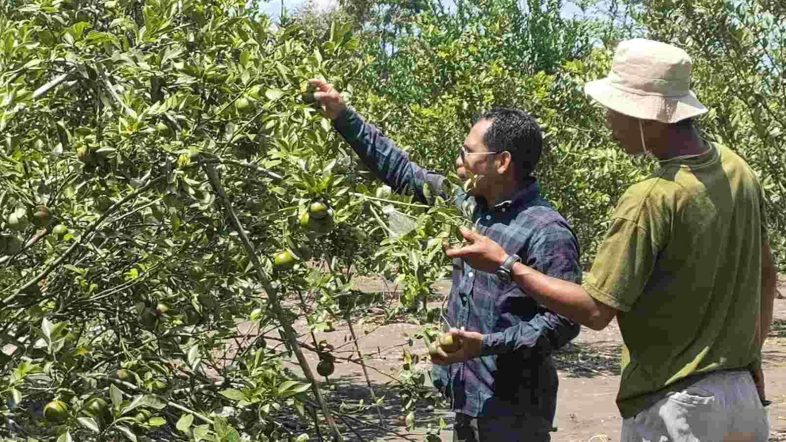 Meski Kemarau Hasil Panen Jeruk Siam di Buton Meningkat 60 Persen, Petani Untung Ratusan Juta