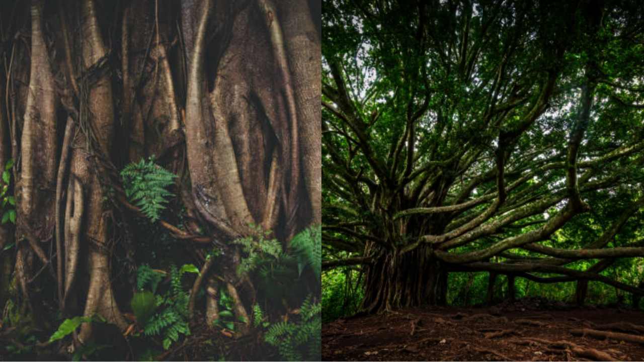 Mistik, Alami Kejadian Supranatural Usai Gagal Tebang Pohon Beringin Berumur Ratusan Tahun