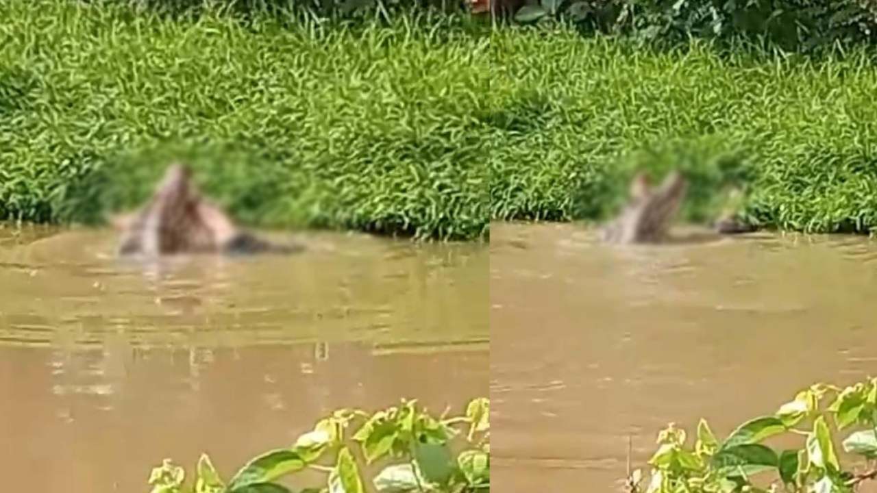 Seorang Warga di Kolaka Timur Diterkam Buaya saat Jaring Ikan, Begini Kronologinya