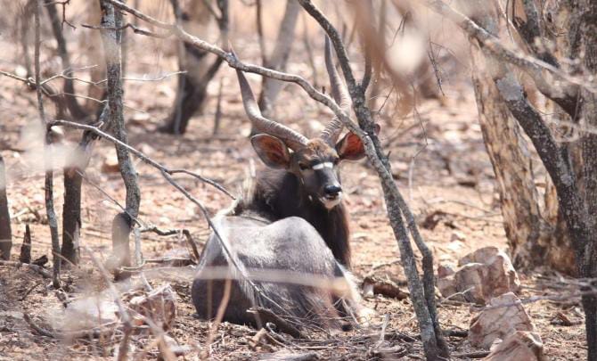 5 Fakta Unik Nyala, Antelop Besar di Afrika