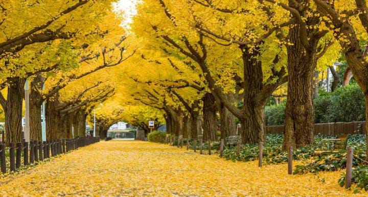 Deretan Fakta Unik Ginkgo, Pohon Bisa Hidup Ribuan Tahun di Korea Selatan