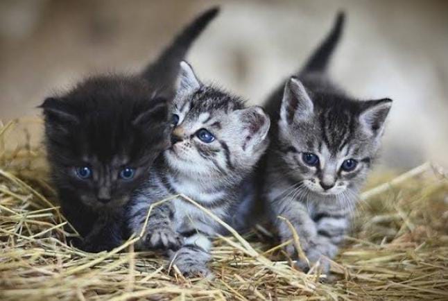 Deretan Mitos Kucing Hitam Sering Dikaitkan dengan Kesialan