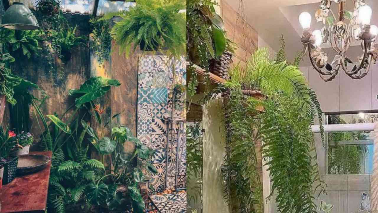 Ini Tanaman yang Tumbuh Subur di Kamar Mandi