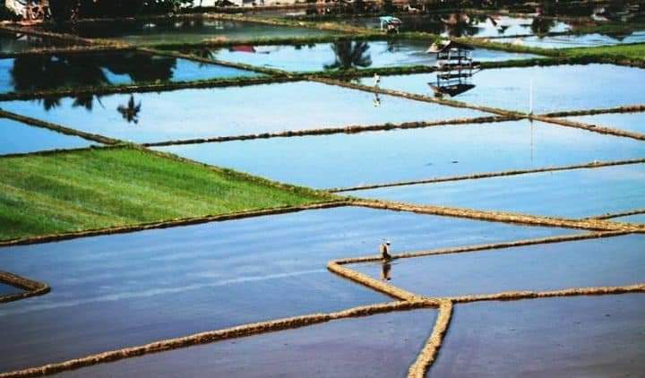 Kolaka Utara Miliki Ratusan Hektare Lahan Potensi Sawah Belum Tergarap  
