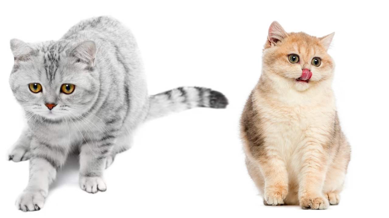 Lagi Nyari Nama untuk Kucing Betina? Ini Rekomendasinya