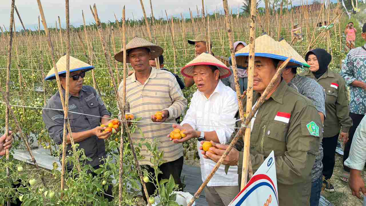 Pemda Konawe Panen Raya Tomat dan Cabai