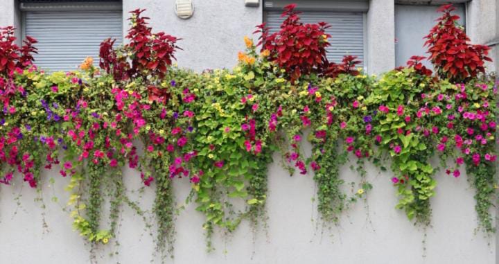 Tips Tanaman Hias Tetap Aman Meski Ditinggal saat Liburan