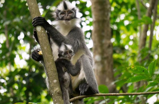 Kedih, Primata Nyaris Punah di Indonesia