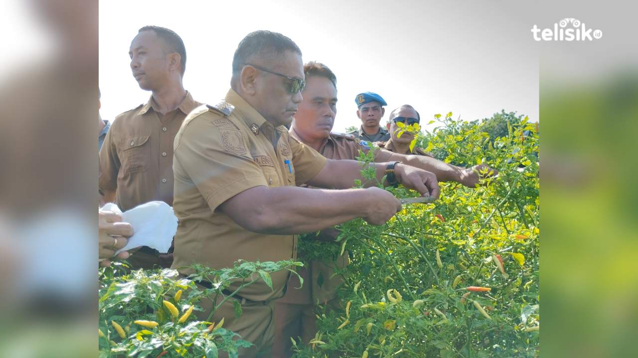 Meski Diserang El Nino, Cabai di Muna Barat Bertahan hingga Panen