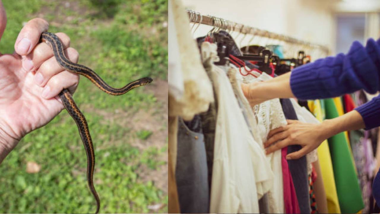 Mistik, Dapat Rezeki Nomplok karena Ular Hitam Datang Bawa Pesan